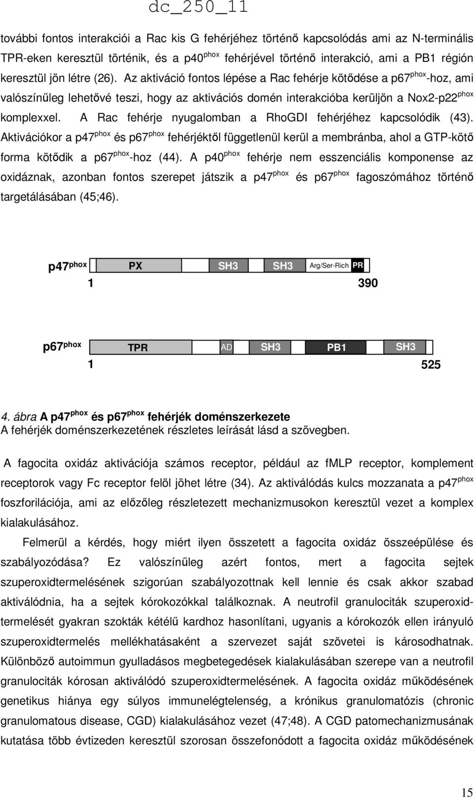 A Rac fehérje nyugalomban a RhoGDI fehérjéhez kapcsolódik (43). Aktivációkor a p47 phox és p67 phox fehérjéktől függetlenül kerül a membránba, ahol a GTP-kötő forma kötődik a p67 phox -hoz (44).