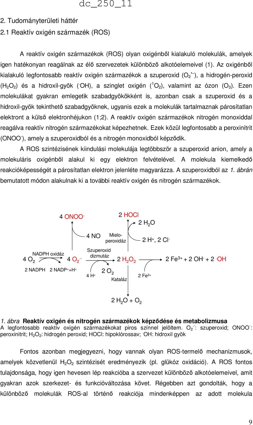 Az oxigénből kialakuló legfontosabb reaktív oxigén származékok a szuperoxid (O 2 ), a hidrogén-peroxid (H 2 O 2 ) és a hidroxil-gyök (. OH), a szinglet oxigén ( 1 O 2 ), valamint az ózon (O 3 ).