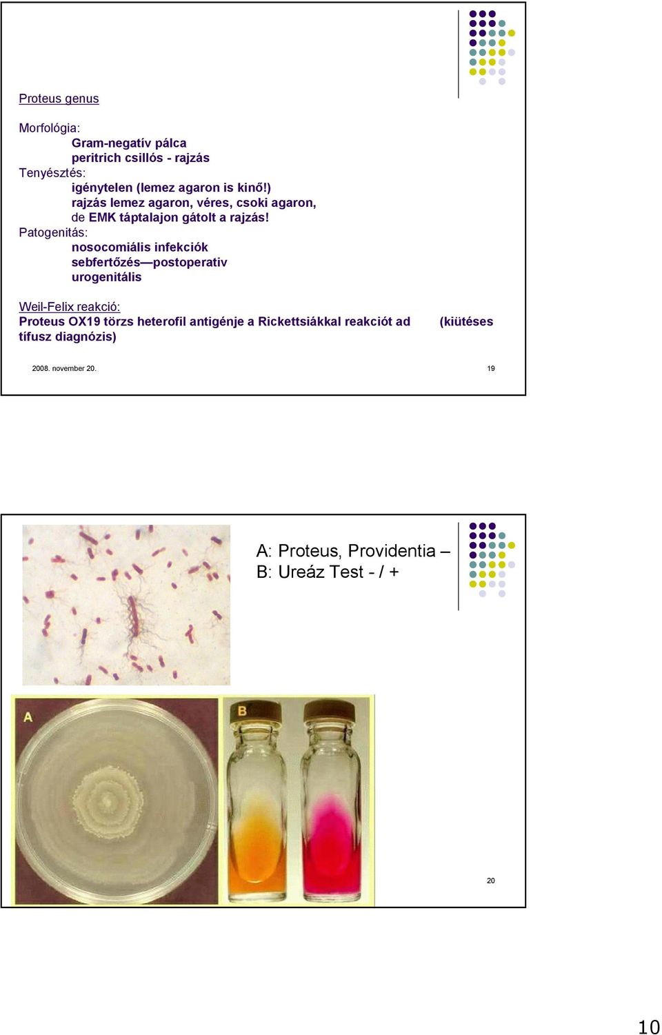 Patogenitás: nosocomiális infekciók sebfertızés postoperativ urogenitális Weil-Felix reakció: Proteus OX19 törzs