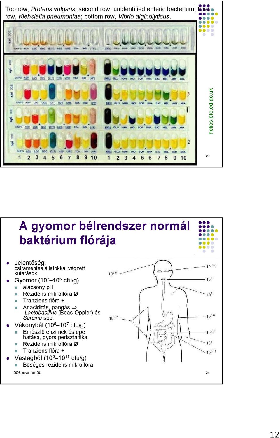23 A gyomor bélrendszer normál baktérium flórája Jelentıség: csíramentes állatokkal végzett kutatások Gyomor (10 3 10 6 cfu/g) alacsony ph Rezidens