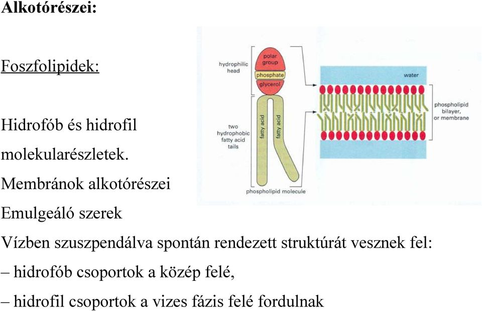 Membránok alkotórészei Emulgeáló szerek Vízben szuszpendálva