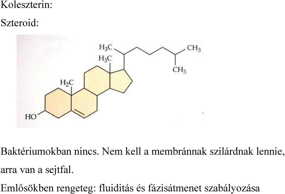 Nem kell a membránnak szilárdnak lennie,