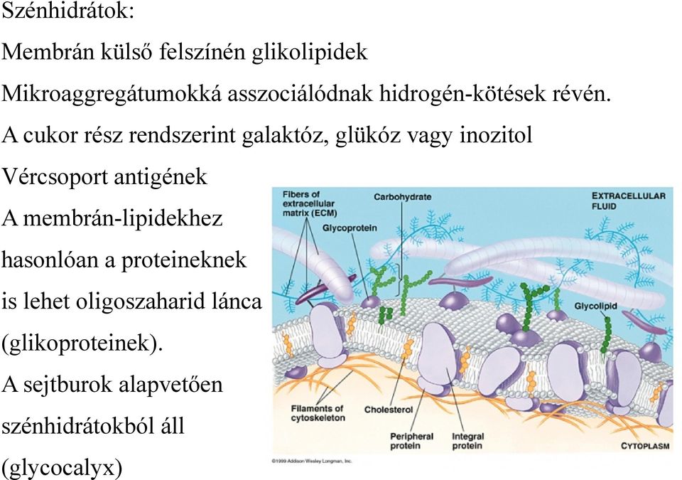 A cukor rész rendszerint galaktóz, glükóz vagy inozitol Vércsoport antigének A