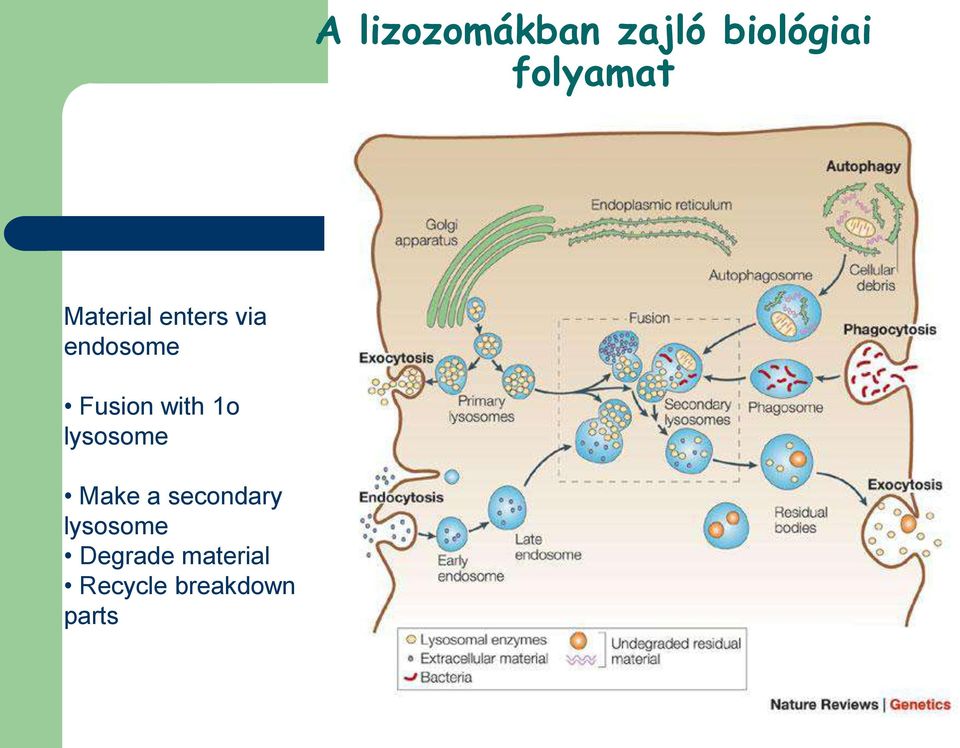 with 1o lysosome Make a secondary