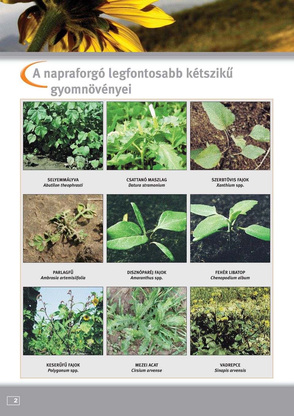 PARLAGFÛ Ambrosia artemisiifolia DISZNÓPARÉJ FAJOK Amaranthus spp.