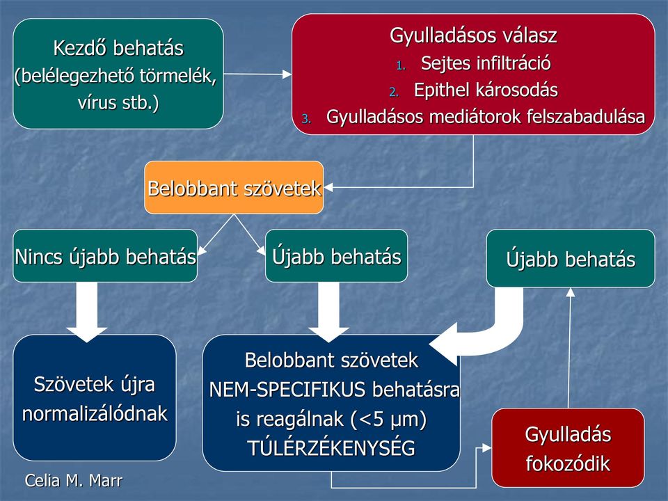 Gyulladásos mediátorok felszabadulása Belobbant szövetek Nincs újabb behatás Újabb behatás