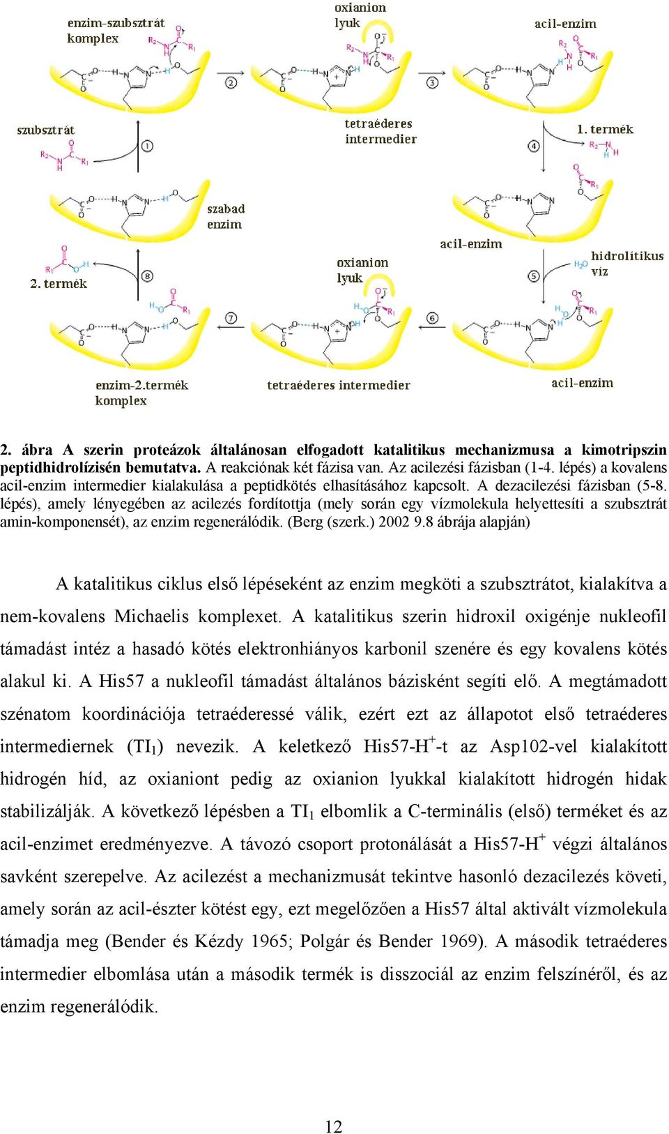 lépés), amely lényegében az acilezés fordítottja (mely során egy vízmolekula helyettesíti a szubsztrát amin-komponensét), az enzim regenerálódik. (Berg (szerk.) 2002 9.