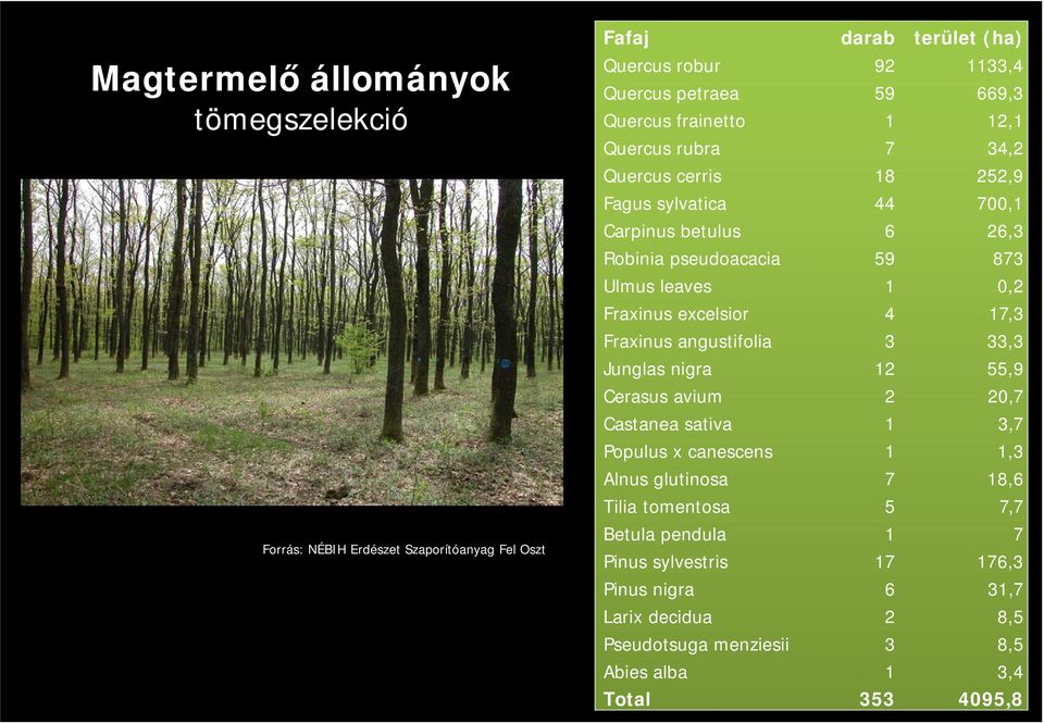 Castanea sativa Populus x canescens Alnus glutinosa Tilia tomentosa Betula pendula Pinus sylvestris Pinus nigra Larix decidua Pseudotsuga menziesii Abies alba