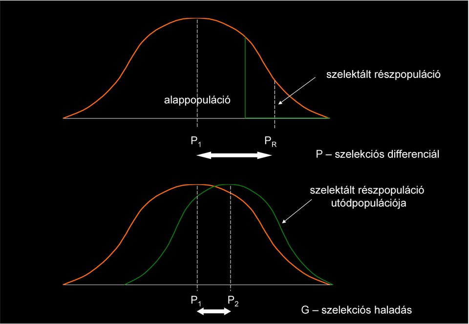 differenciál  utódpopulációja P P2