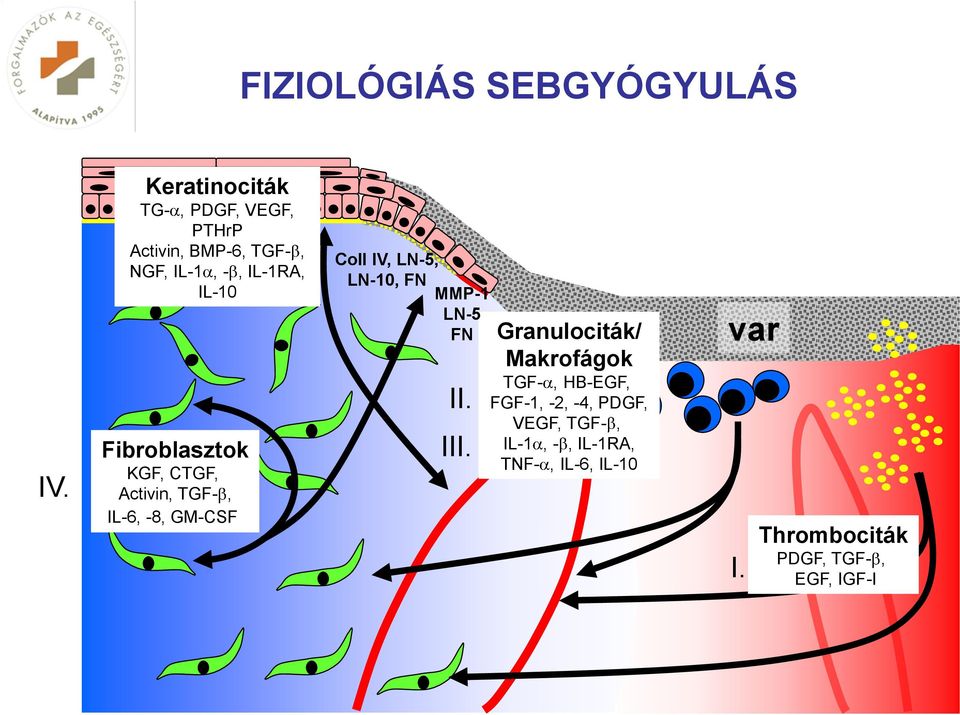 Fibroblasztok KGF, CTGF, Activin, TGF-, IL-6, -8, GM-CSF Coll IV, LN-5, LN-10, FN MMP-1 LN-5