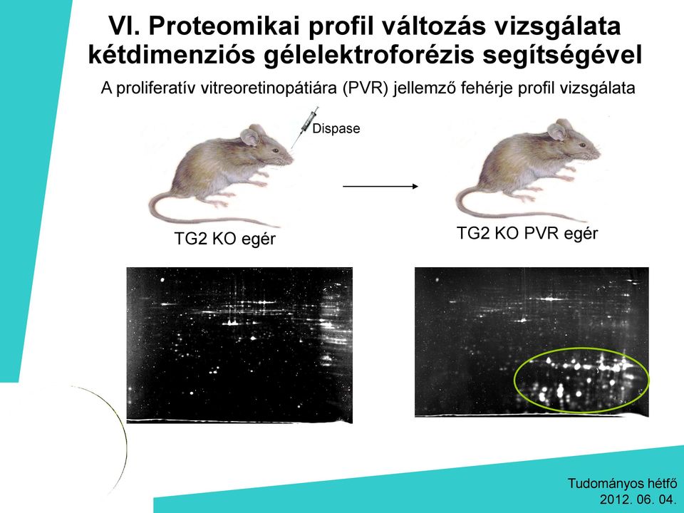 proliferatív vitreoretinopátiára (PVR) jellemző