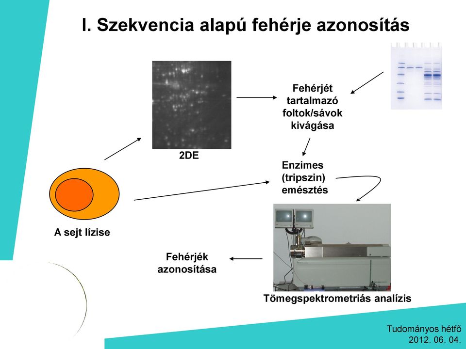 2DE Enzimes (tripszin) emésztés A sejt