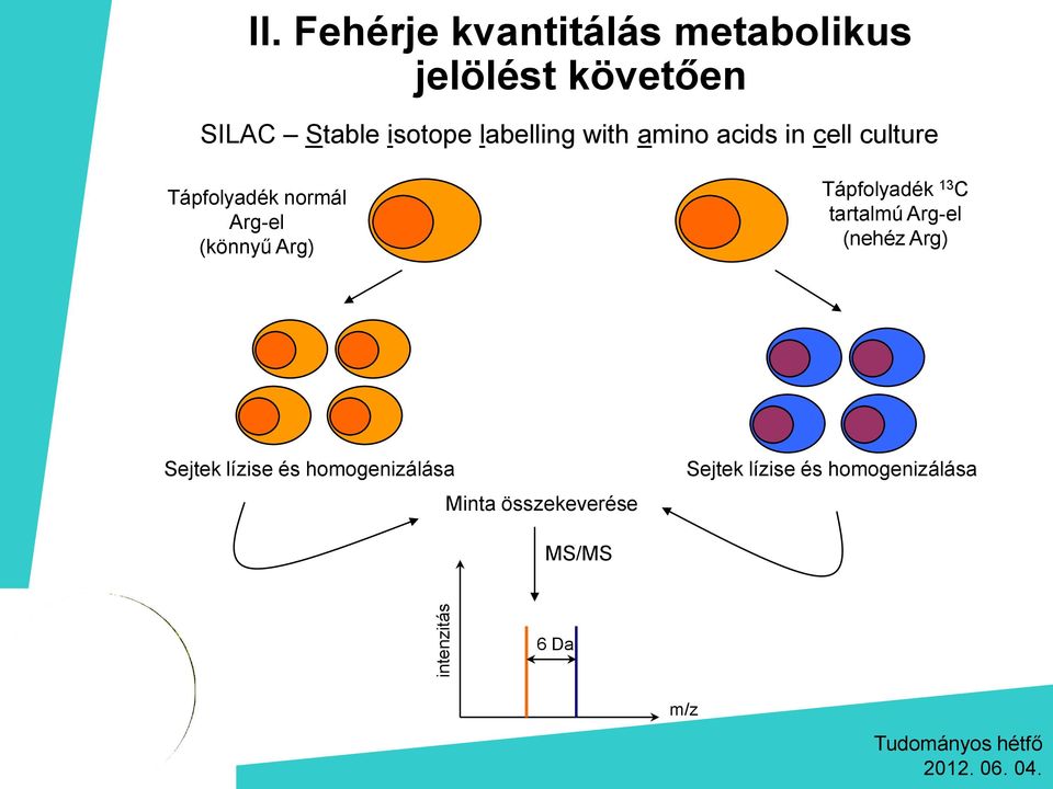 (könnyű Arg) Tápfolyadék 13 C tartalmú Arg-el (nehéz Arg) Sejtek lízise és