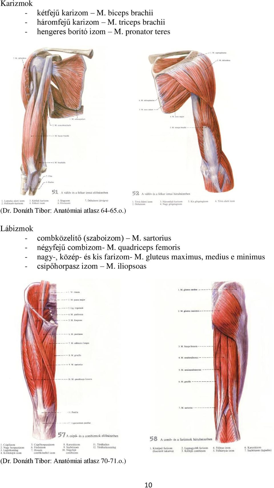 sartorius - négyfejű combizom- M. quadriceps femoris - nagy-, közép- és kis farizom- M.