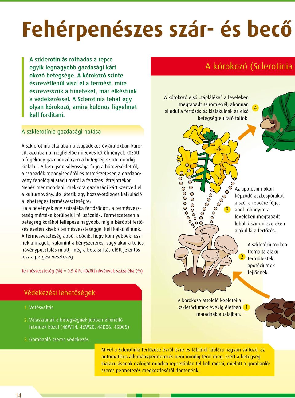 A kórokozó (Sclerotinia A kórokozó első tápláléka a leveleken megtapadt sziromlevél, ahonnan elindul a fertőzés és kialakulnak az első betegségre utaló foltok.