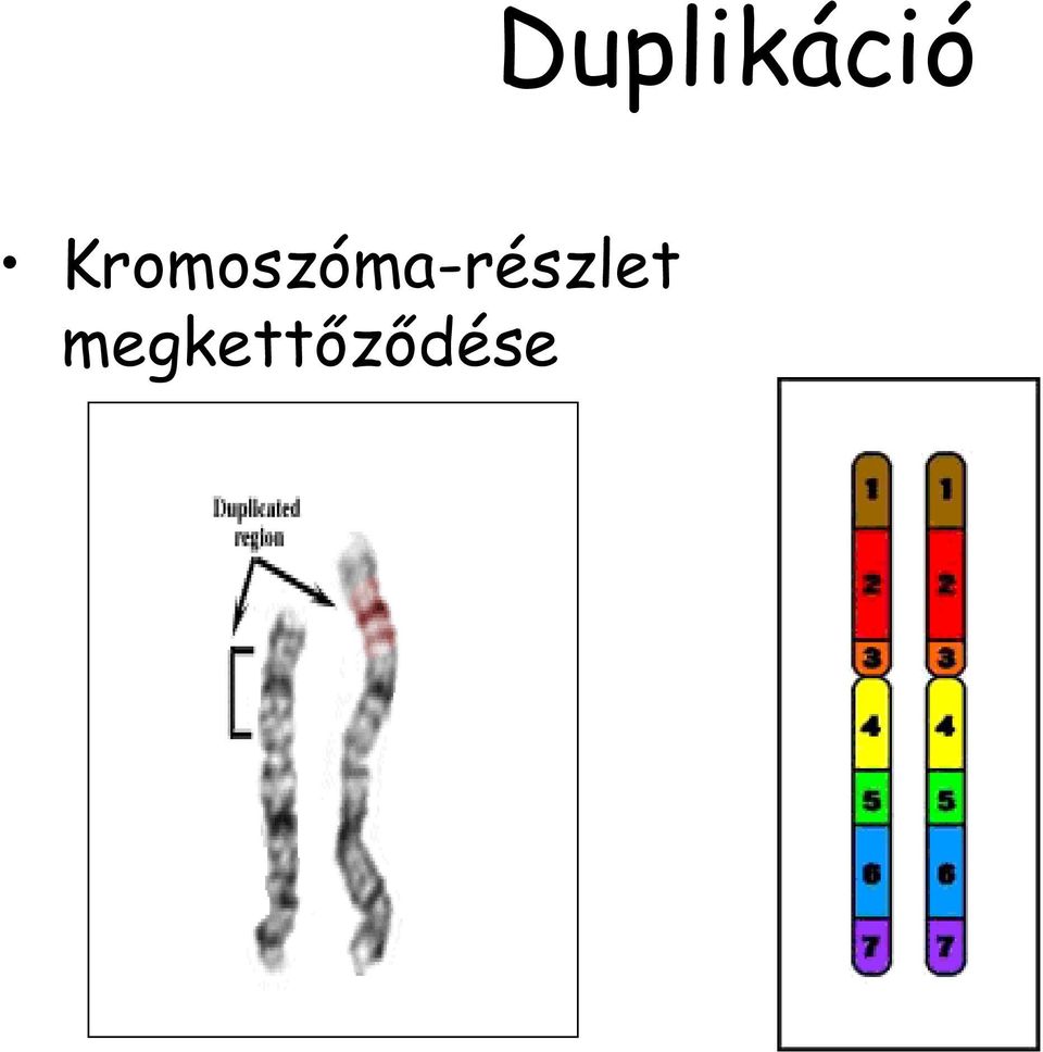 MUTÁCIÓK. A mutáció az örökítő anyag spontán, maradandó megváltozása,  amelynek során új genetikai tulajdonság keletkezik. - PDF Free Download