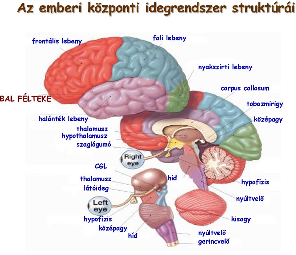 szaglógumó corpus callosum tobozmirigy középagy CGL thalamusz látóideg