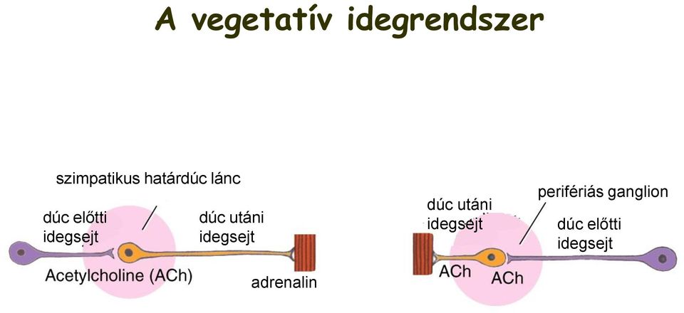 utáni idegsejt adrenalin dúc utáni