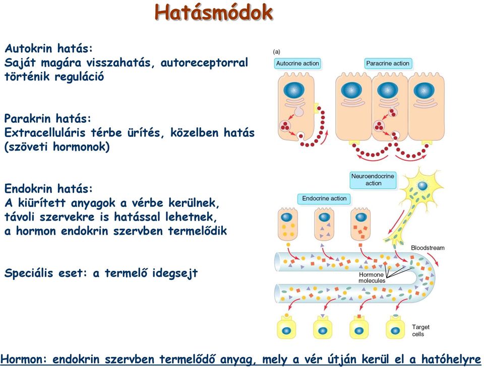 vérbe kerülnek, távoli szervekre is hatással lehetnek, a hormon endokrin szervben termelődik Speciális