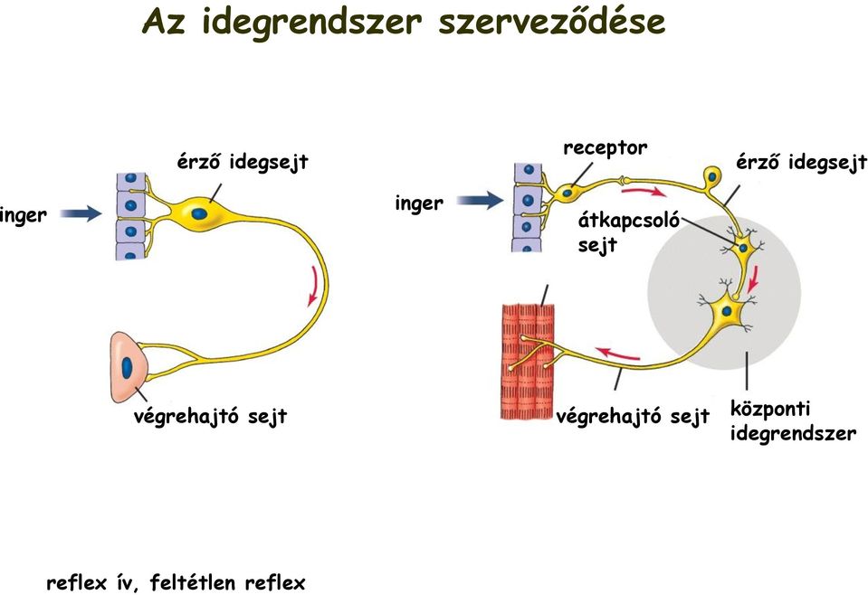 átkapcsoló sejt végrehajtó sejt végrehajtó