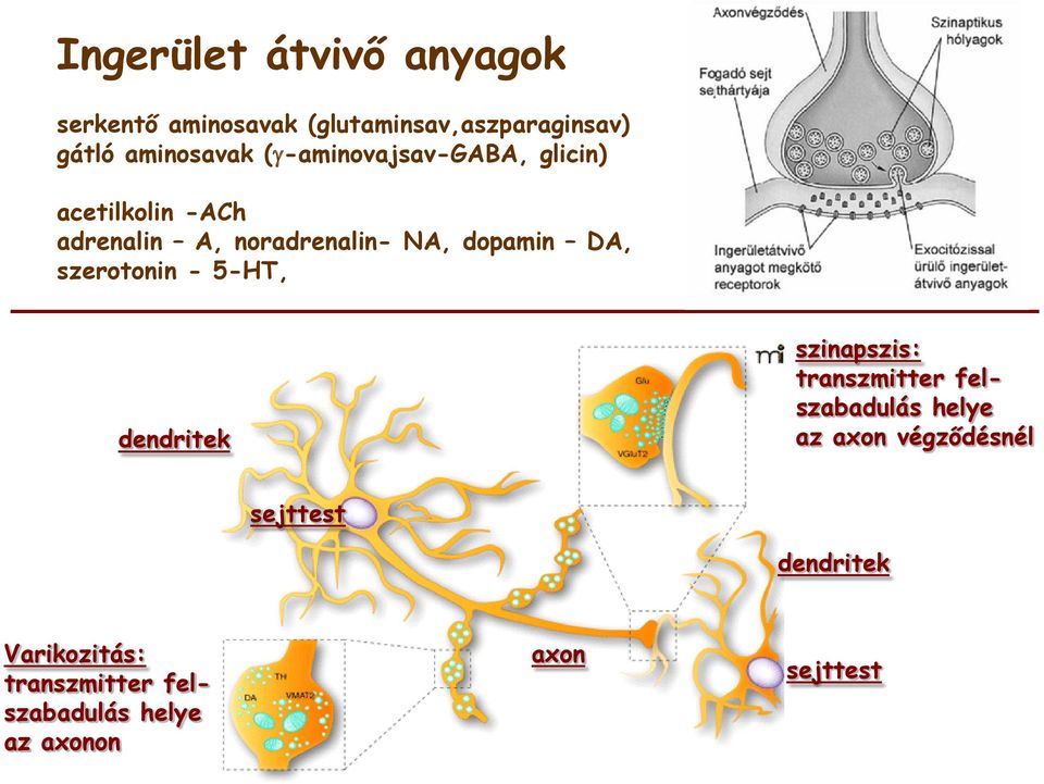 szerotonin - 5-HT, dendritek szinapszis: transzmitter felszabadulás helye az axon