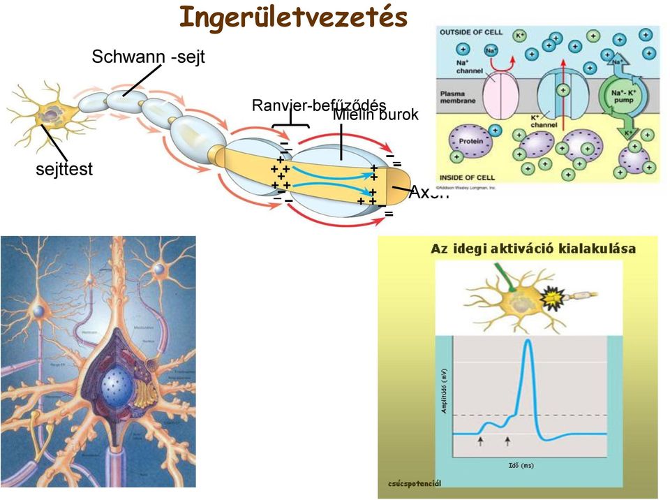 Ranvier-befűződés