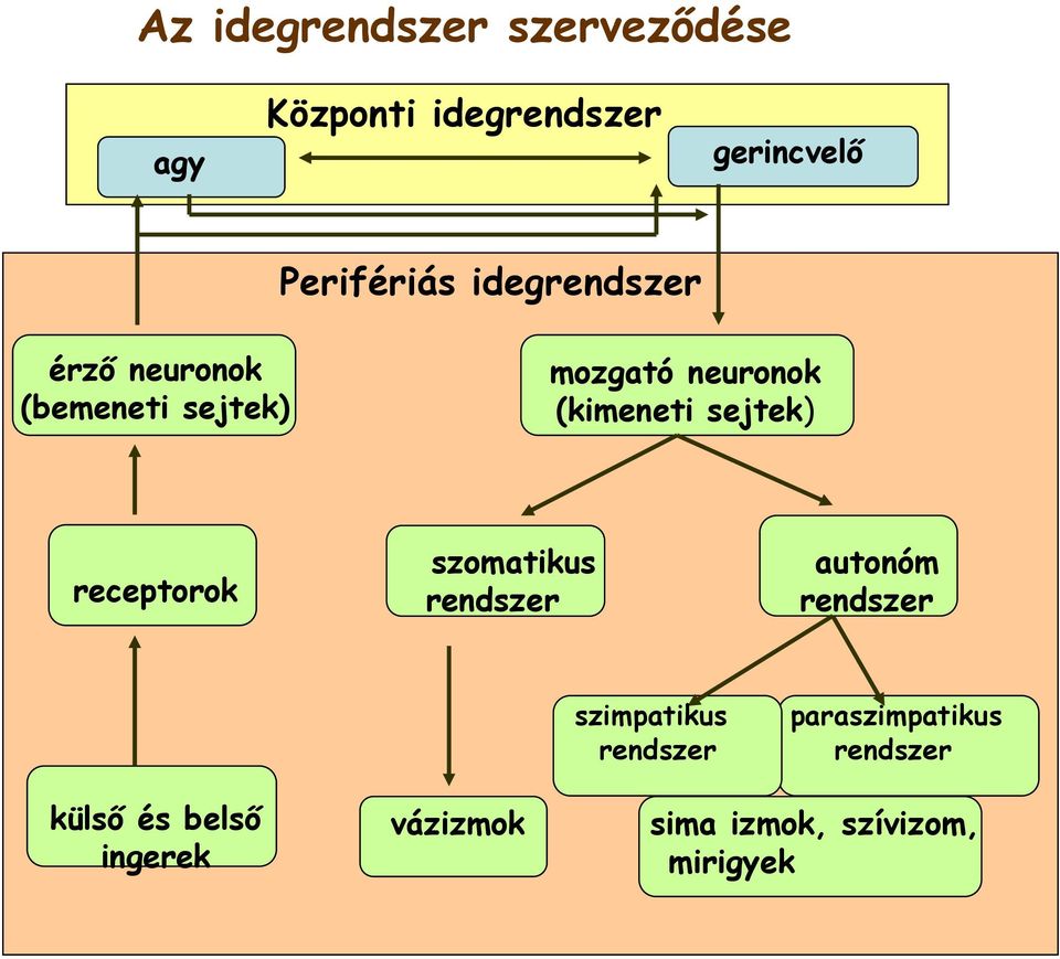 sejtek) receptorok szomatikus rendszer autonóm rendszer szimpatikus rendszer