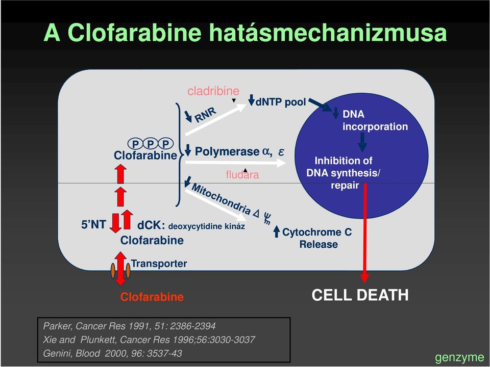dck: deoxycytidine kináz Transporter Clofarabine Cytochrome C Release CELL DEATH Parker, Cancer Res