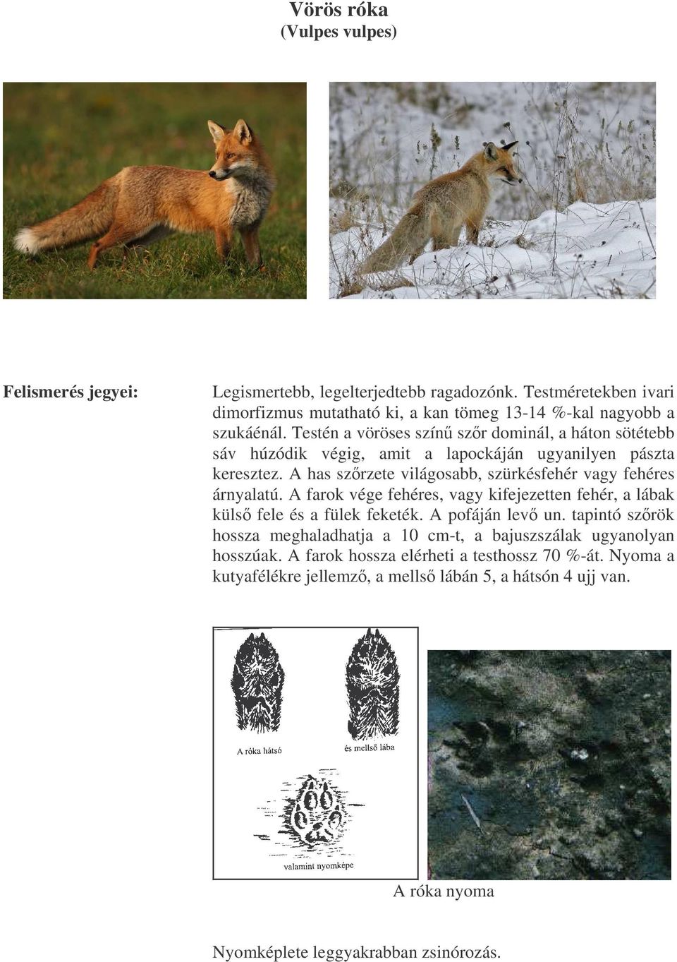 Testén a vöröses szín szr dominál, a háton sötétebb sáv húzódik végig, amit a lapockáján ugyanilyen pászta keresztez.