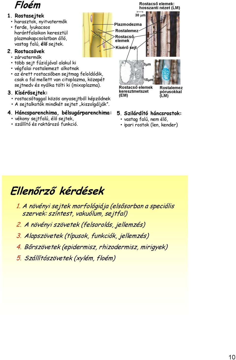 (mixoplazma). 3. Kísérősejtek: rostacsőtaggal közös anyasejtből képződnek A sejtalkotók mindkét sejtet kiszolgálják. 4.