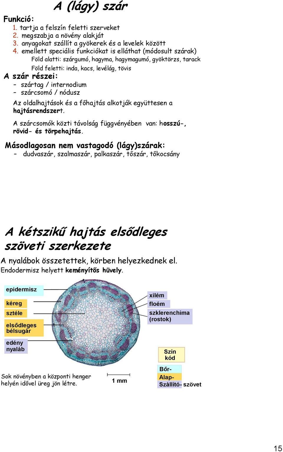 anyagokat szállít a gyökerek és a levelek között 4.