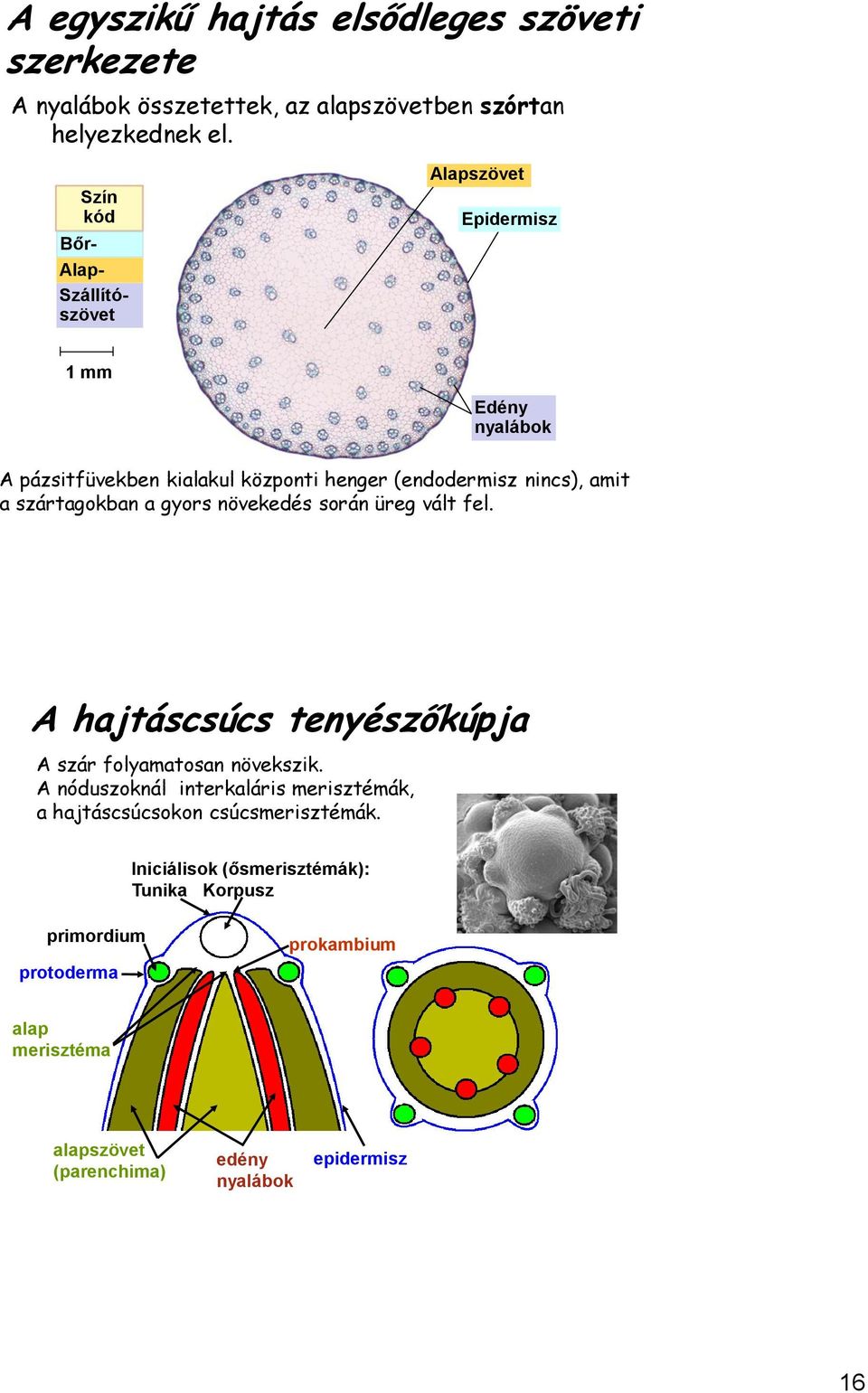 központi henger (endodermisz nincs), amit a szártagokban a gyors növekedés során üreg vált fel. osztódási helye. A ögzül. A hajtáscsúcs tenyészőkúpja A szár folyamatosan növekszik.