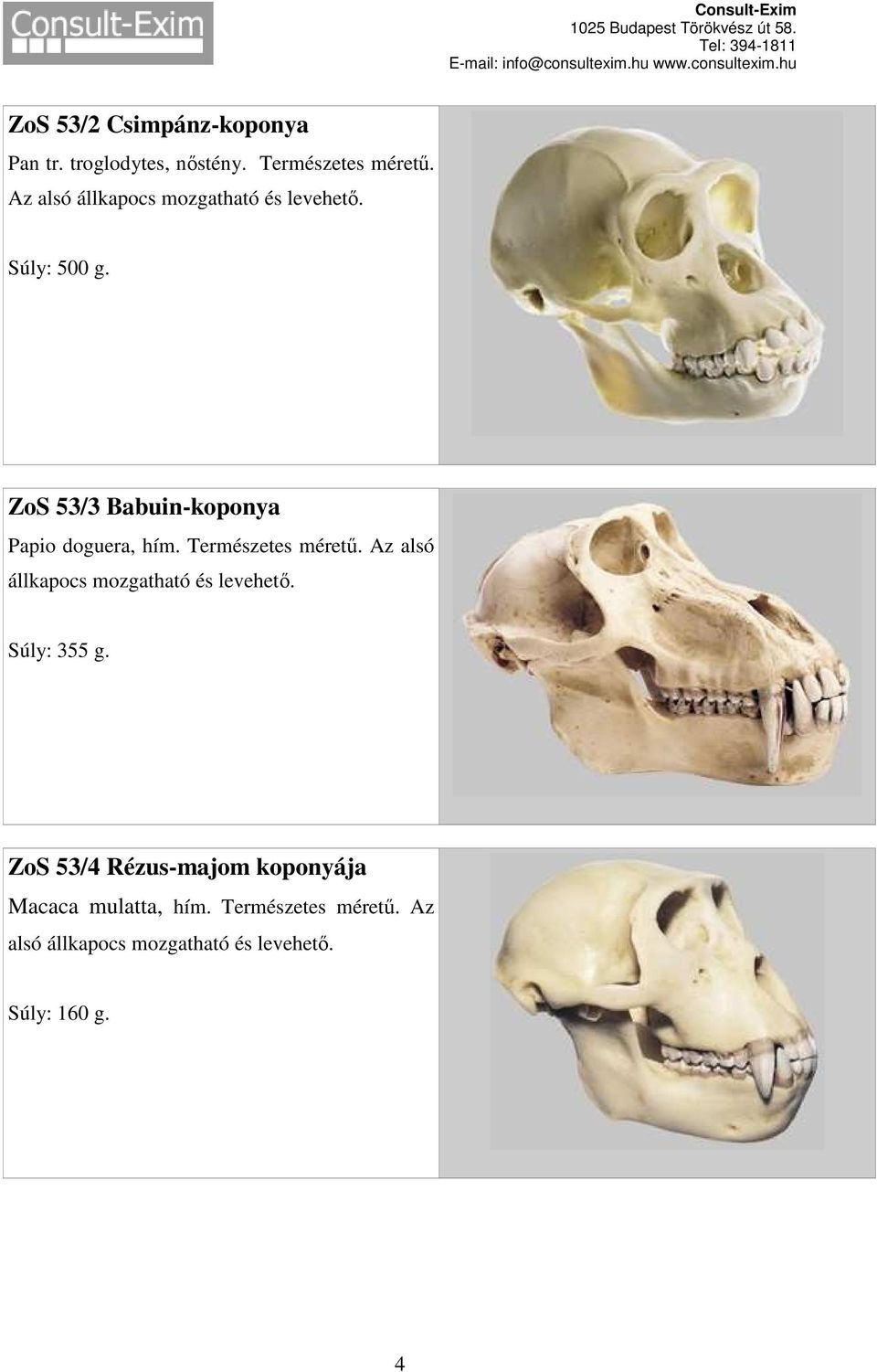 Természetes méretű. Az alsó állkapocs Súly: 355 g.