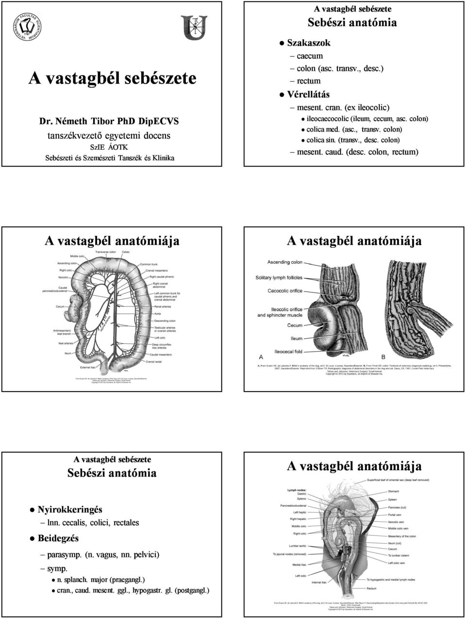 , desc. colon) mesent. caud. (desc. colon, rectum) A vastagbél anatómiája A vastagbél anatómiája Sebészi anatómia A vastagbél anatómiája Nyirokkeringés lnn.