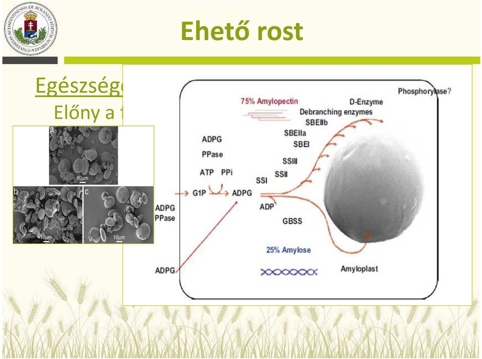 ehető rost [glükánok, rezisztens