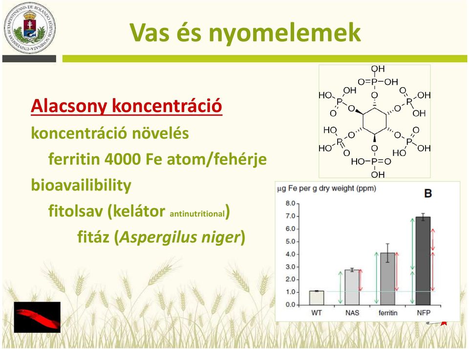 atom/fehérje bioavailibility fitolsav