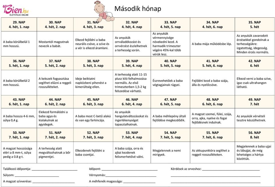 Az anyukák vérmennyisége növekedni kezd. A harmadik trimeszter végére 45%-kal több vérük lesz. A baba mája működésbe lép.