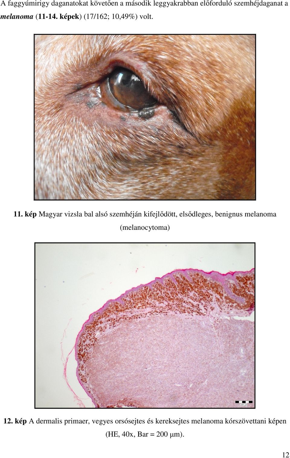 kép Magyar vizsla bal alsó szemhéján kifejlődött, elsődleges, benignus melanoma