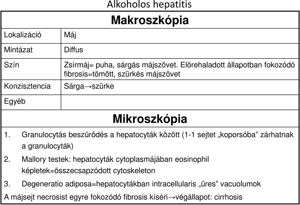 Granulocytás beszűrődés a hepatocyták között (1-1 sejtet koporsóba zárhatnak a granulocyták) 2.