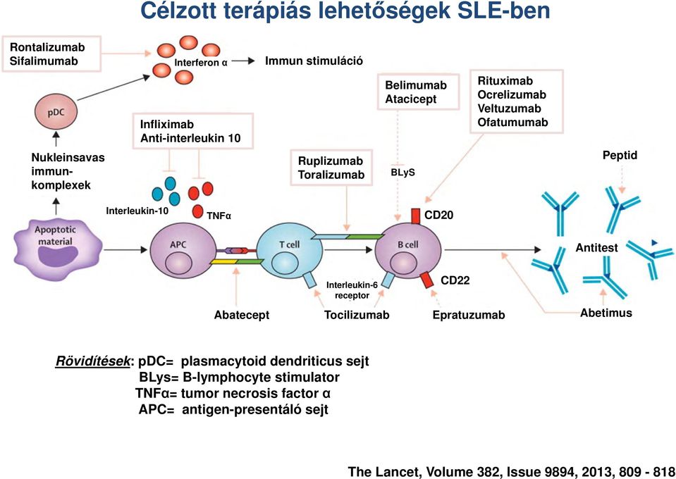 TNFα CD20 Antitest Interleukin-6 receptor CD22 Abatecept Tocilizumab Epratuzumab Abetimus Rövidítések: pdc= plasmacytoid dendriticus