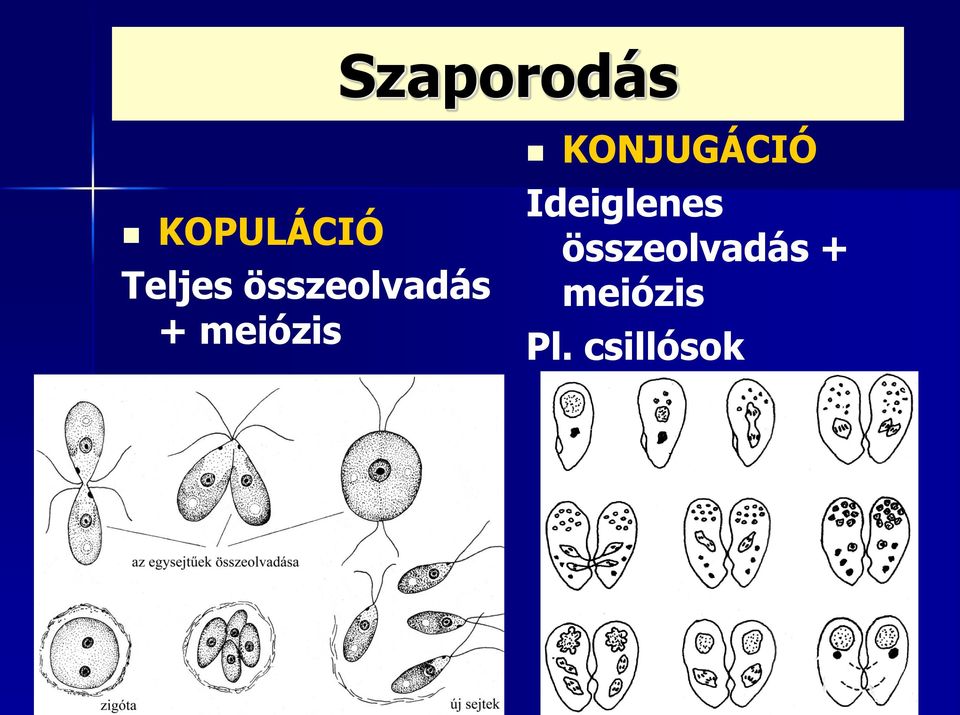 KONJUGÁCIÓ Ideiglenes  Pl.