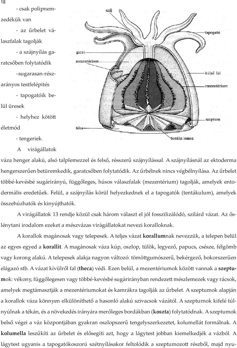 Az űrbélnek nincs végbélnyílása. Az űrbelet többé-kevésbé sugárirányú, függőleges, húsos válaszfalak (mezentérium) tagolják, amelyek entodermális eredetűek.