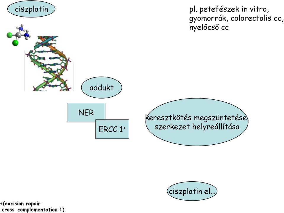 nyelőcső cc addukt NER ERCC 1 + keresztkötés