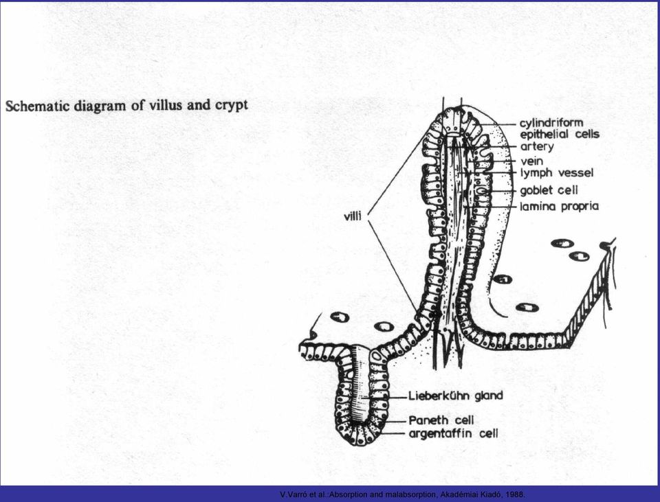 malabsorption,