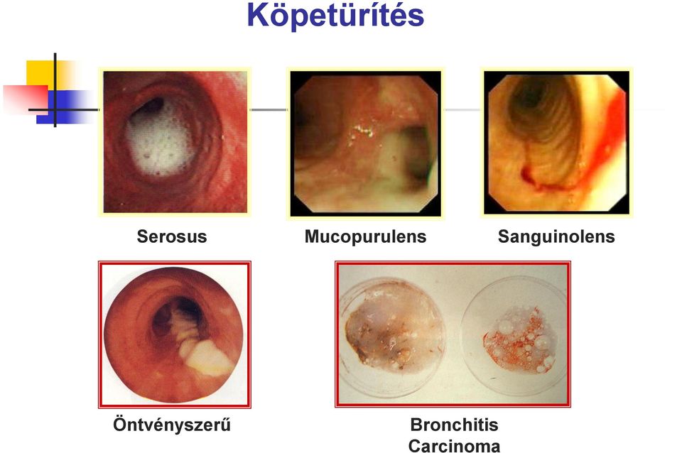 Sanguinolens