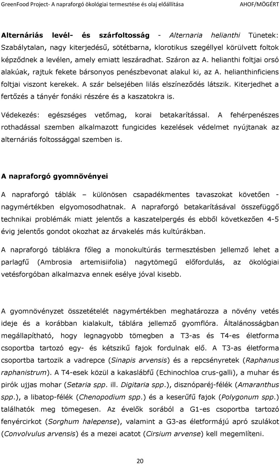 Kiterjedhet a fertőzés a tányér fonáki részére és a kaszatokra is. Védekezés: egészséges vetőmag, korai betakarítással.