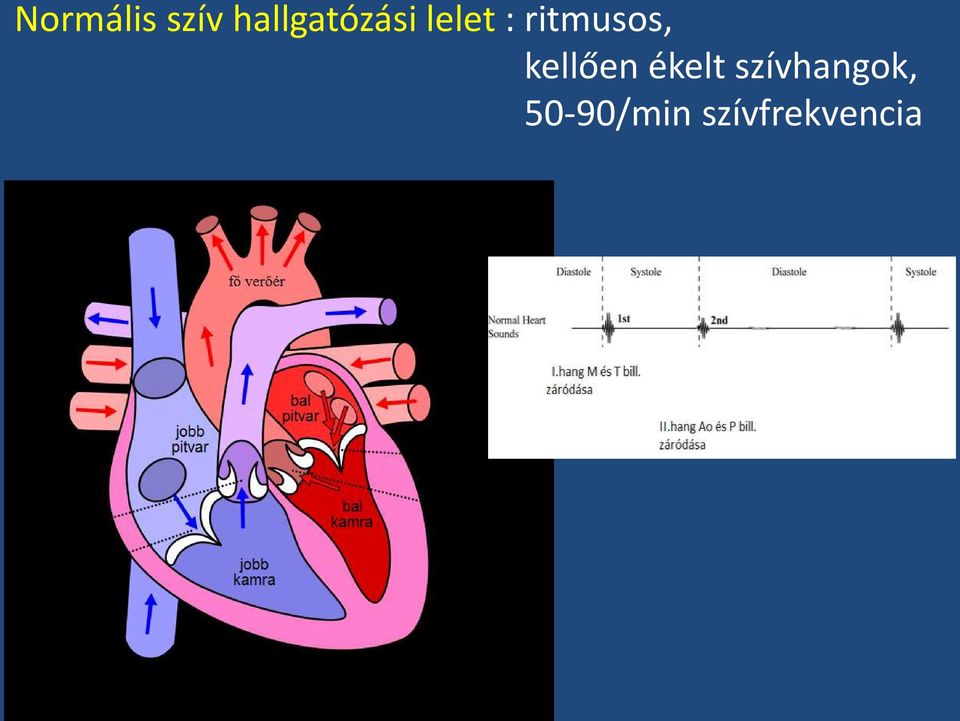 50-90/min szívfrekvencia I.