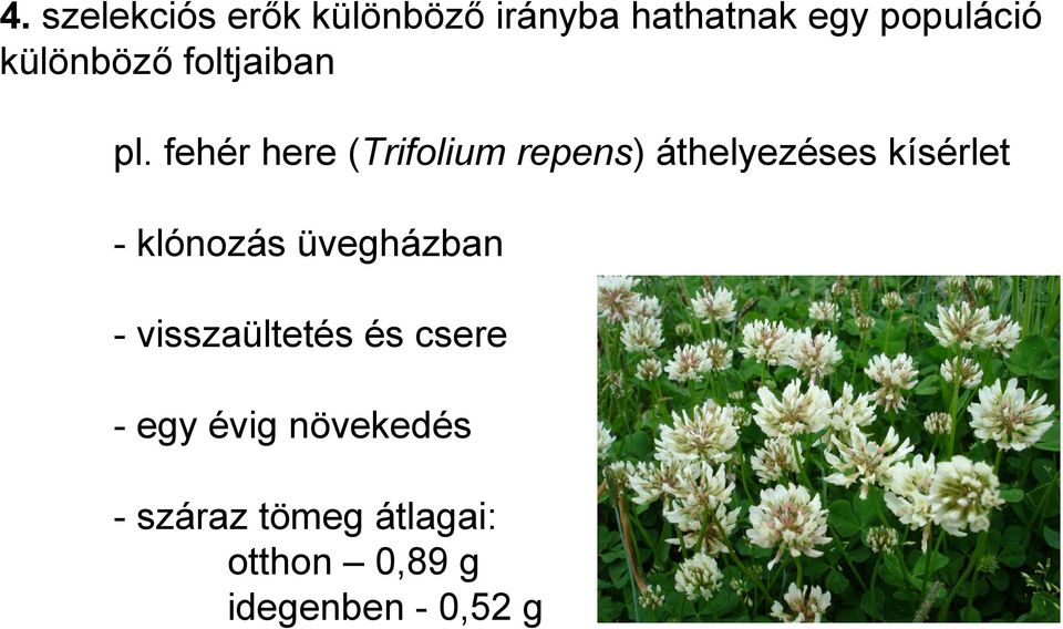 fehér here (Trifolium repens) áthelyezéses kísérlet - klónozás