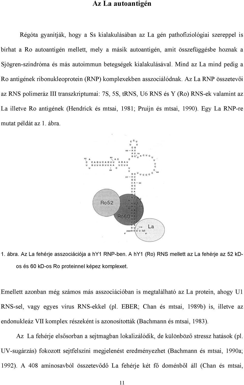 Az La RNP összetev i az RNS polimeráz III transzkriptumai: 7S, 5S, trns, U6 RNS és Y (Ro) RNS-ek valamint az La illetve Ro antigének (Hendrick és mtsai, 1981; Pruijn és mtsai, 1990).