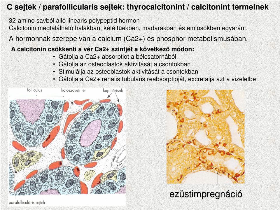 A calcitonin csökkenti a vér v r Ca2+ szintjét t a következk vetkezı módon: Gátolja a Ca2+ absorptiot a bélcsatornából Gátolja az osteoclastok